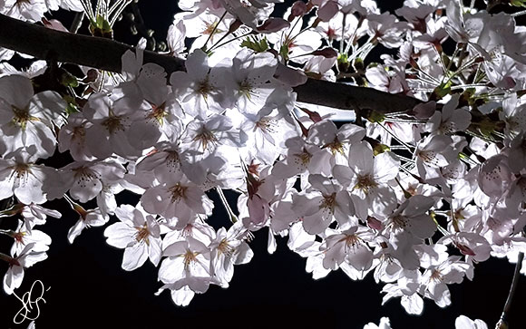 桜